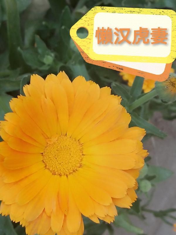 懒汉虎妻 懒汉虎妻