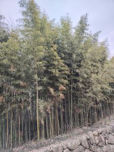 持敬斋随笔 持敬斋随笔